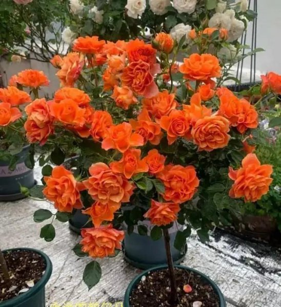 月季浓香大花什么品种好看