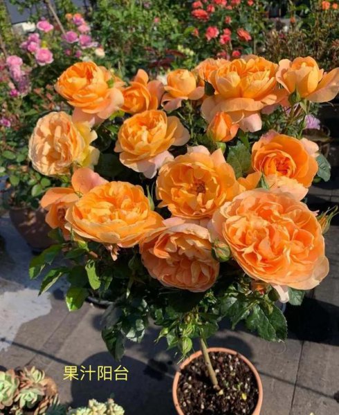 月季浓香大花什么品种好看