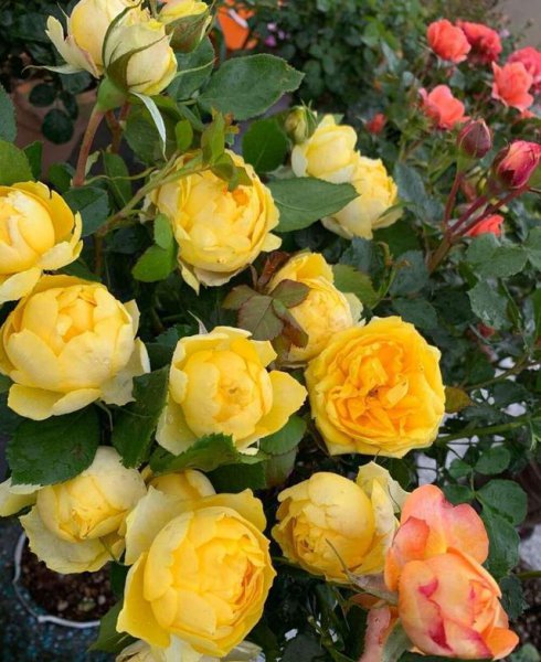 月季浓香大花什么品种好看