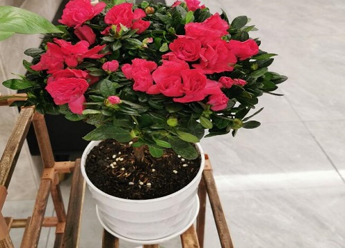 杜鹃花什么颜色