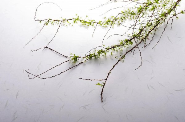 雪柳干枝怎么养能活多久