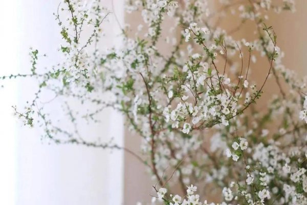 雪柳干枝怎么养能活多久