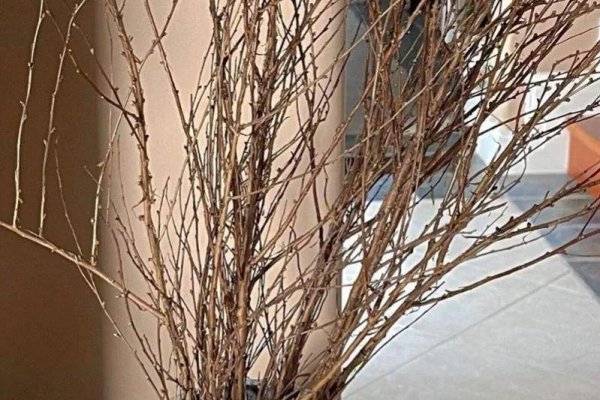 雪柳干枝怎么养能活多久