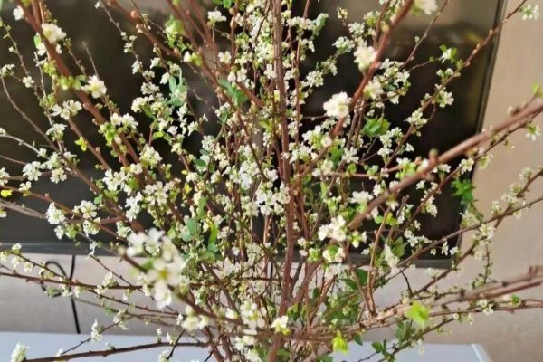 雪柳干枝怎么养能活多久