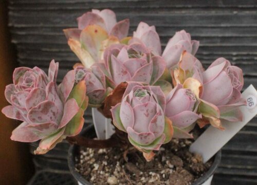 多肉怎么养护生长的好