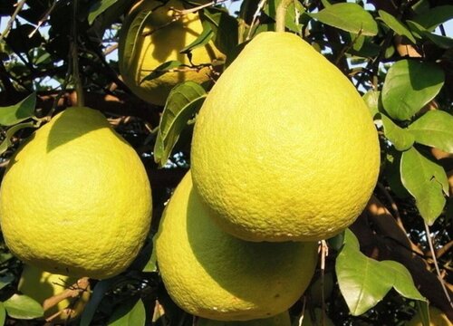 沙田柚是热性还是凉性的