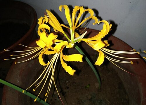 彼岸花什么颜色 常见的有红白黄三种颜色