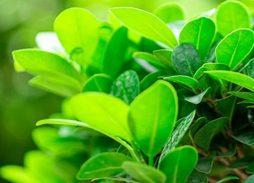 榕树叶的功效与作用