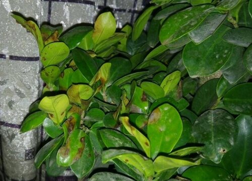 榕树叶的功效与作用