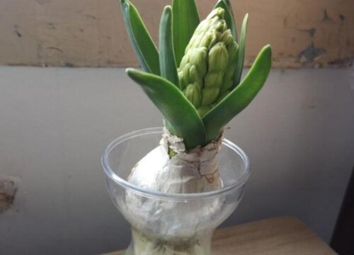 风信子可以水培吗