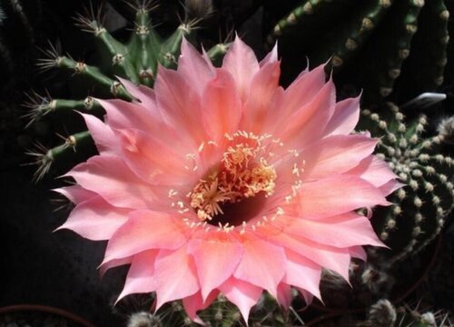 席克氏和普通彩草区别