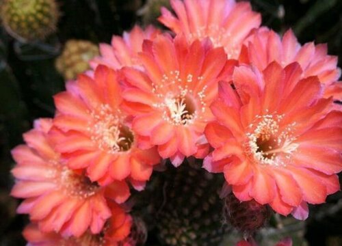 席克氏和普通彩草区别