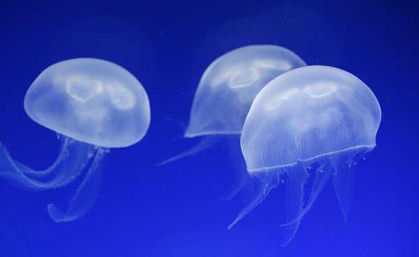 蓝色的含义和象征是什么