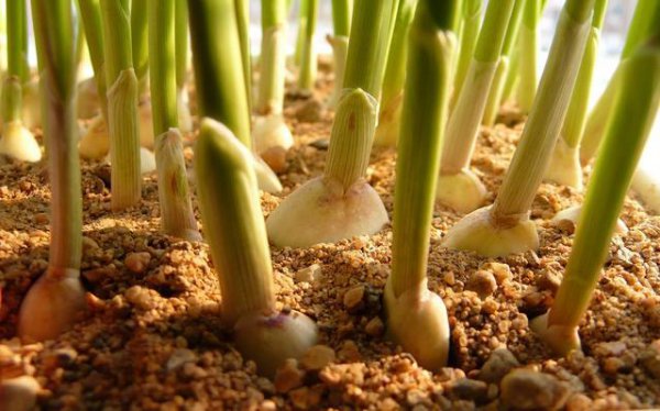 大蒜种植需要注意的事项