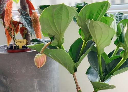 宝莲灯适合大盆还是小盆