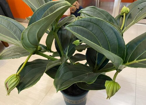 宝莲灯适合大盆还是小盆