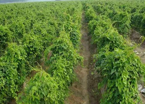 麻山药怎么种植