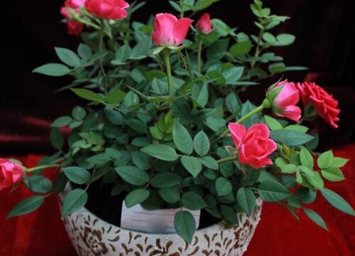 月季花代表什么象征意义