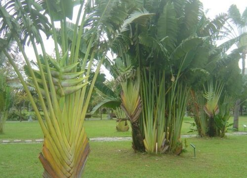 10种植物的特点和生活环境