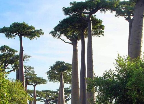 10种植物的特点和生活环境