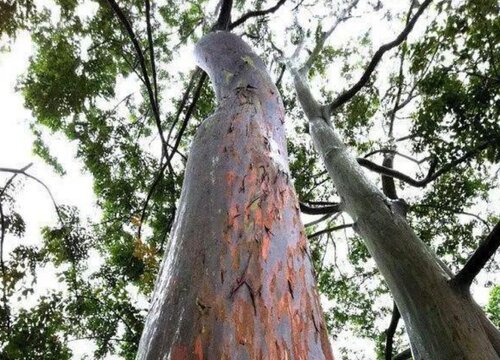 10种植物的特点和生活环境