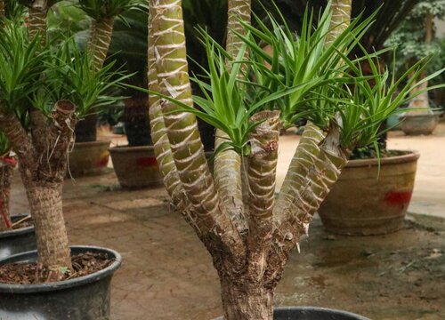 10种植物的特点和生活环境