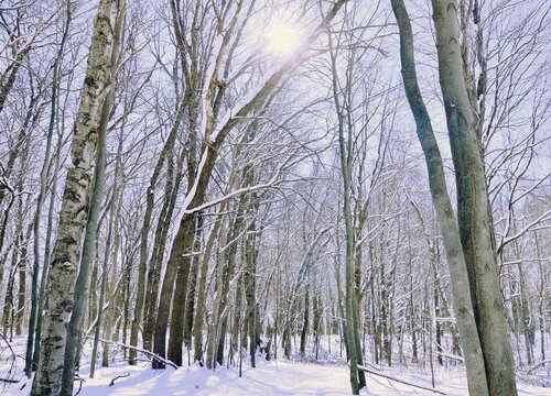 10种植物的特点和生活环境