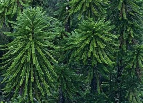 10种植物的特点和生活环境