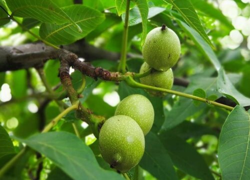 10种植物的特点和生活环境