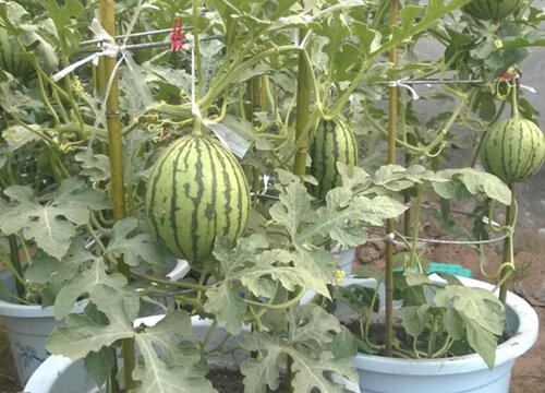阳台种西瓜的方法