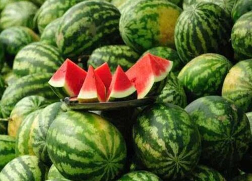 阳台种西瓜的方法