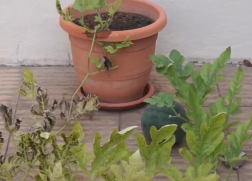 阳台种西瓜的方法