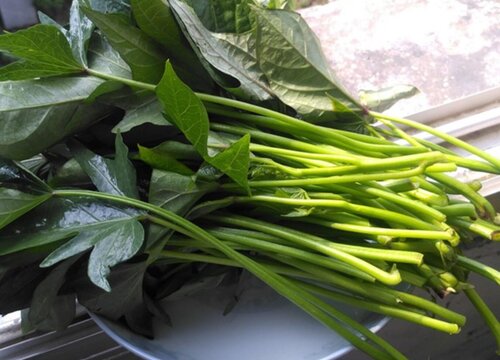 地瓜叶长什么样子图片