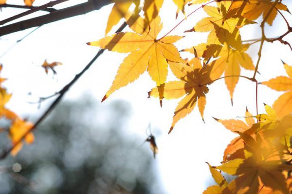 旅行结婚需要注意什么