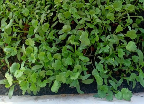 香菜一年可以种几次