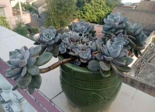 怎么样才能把多肉养成老桩