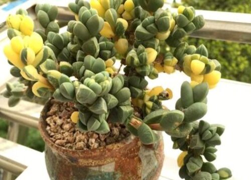 怎么样才能把多肉养成老桩