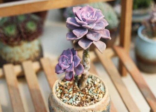 怎么样才能把多肉养成老桩