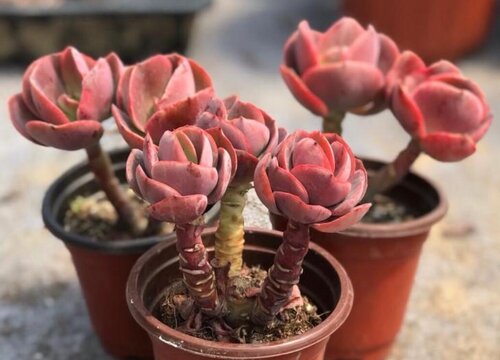 怎么样才能把多肉养成老桩