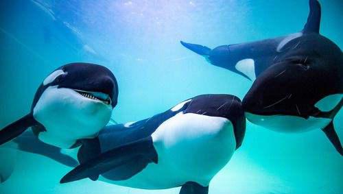 史上最强海洋十大霸主排名