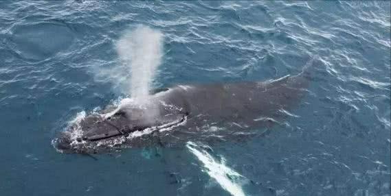 史上最强海洋十大霸主排名