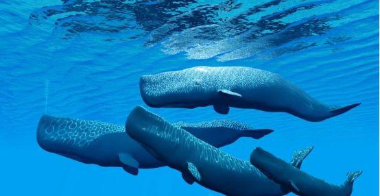 史上最强海洋十大霸主排名