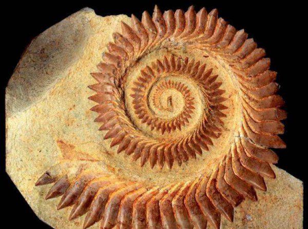 史上最强海洋十大霸主排名