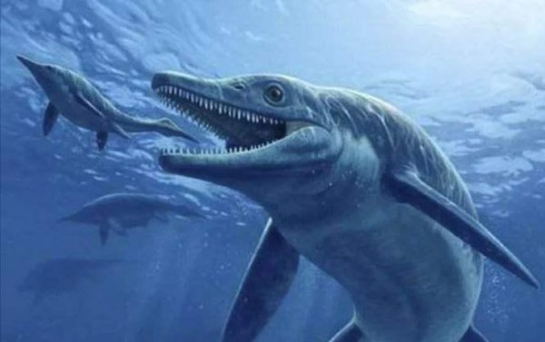 史上最强海洋十大霸主排名