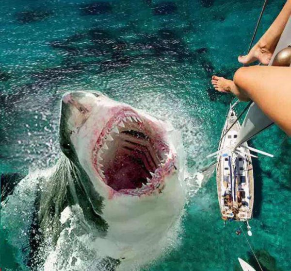 史上最强海洋十大霸主排名