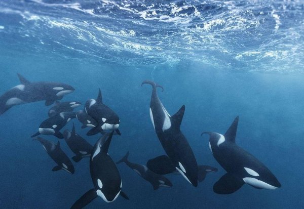 史上最强海洋十大霸主排名