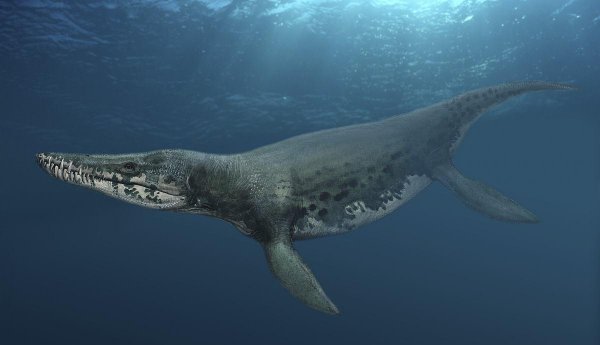 史上最强海洋十大霸主排名