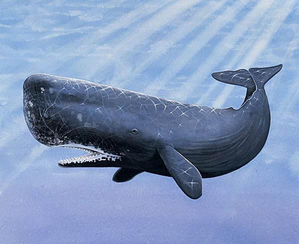 史上最强海洋十大霸主排名