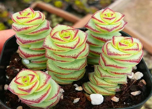 钱串子烂根怎么补救