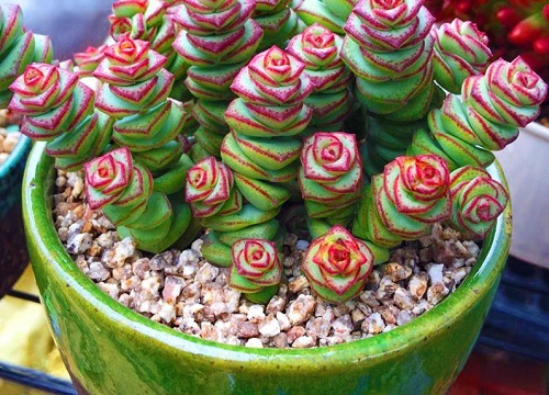 钱串子烂根怎么补救